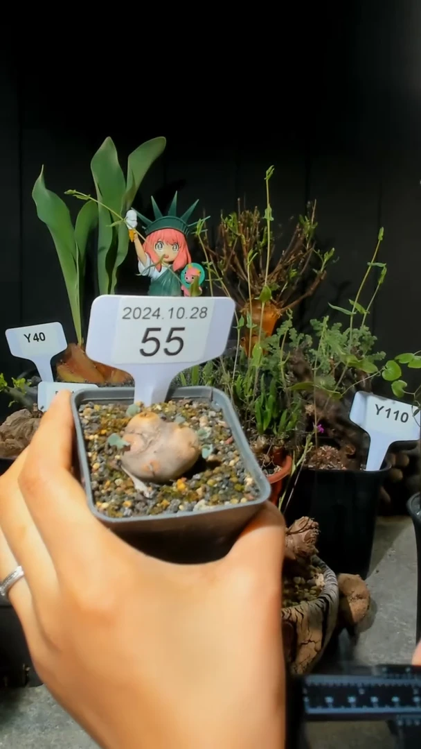 【闪购商品】格加10.28.55