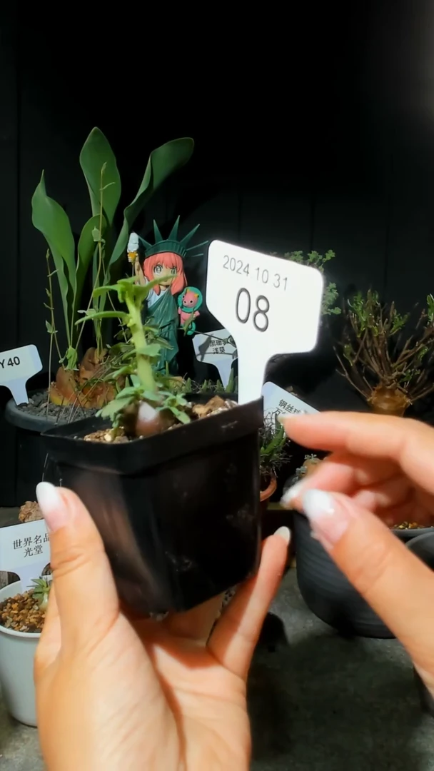 【闪购商品】小叶玉琉桑10.31.08