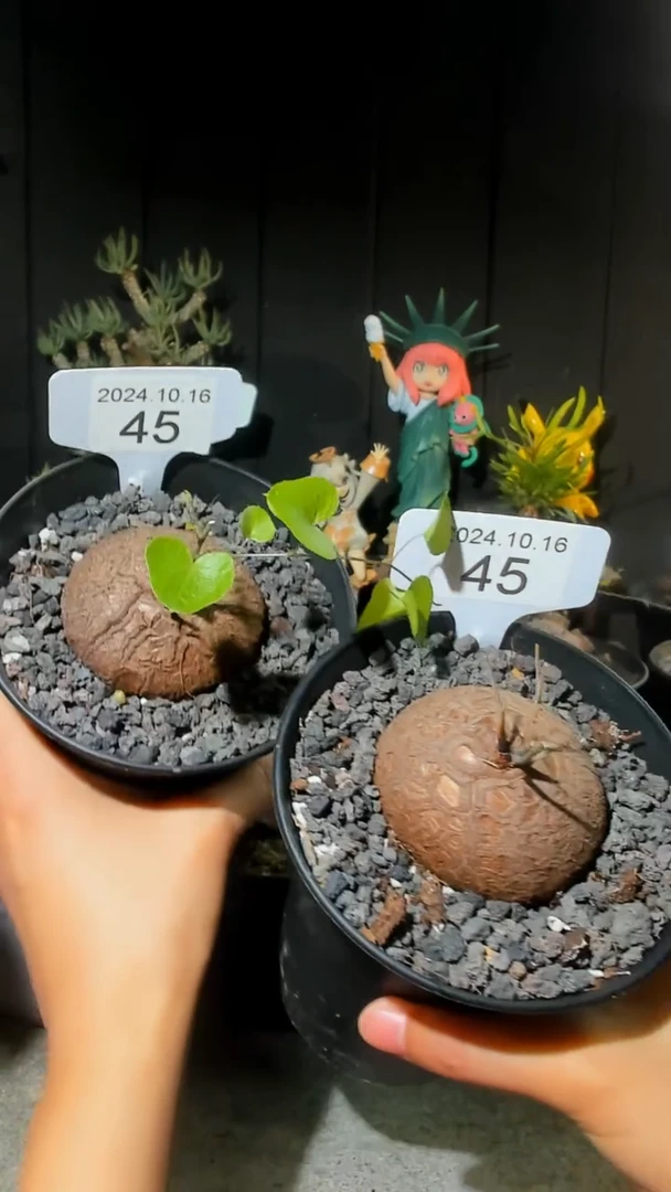 【闪购商品】福利南非龟甲龙10.16.45