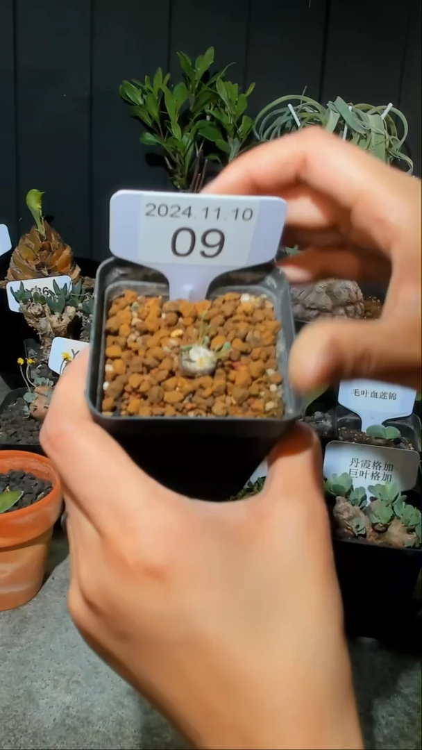 【闪购商品】圆叶格加宝宝11.10.9