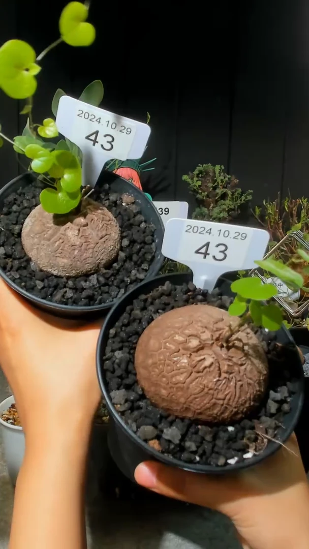 【闪购商品】南非龟甲龙10.29.43