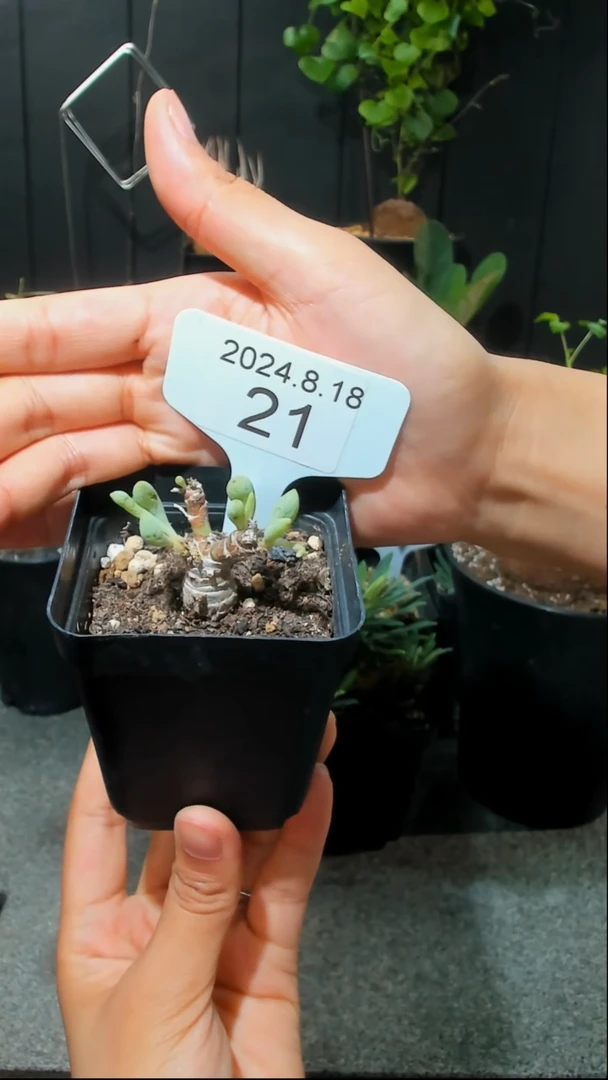 【闪购商品】卡拉菲厚墩菊8.18.21