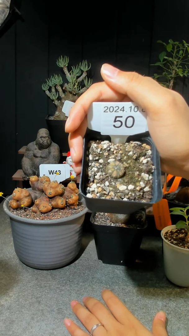 【闪购商品】兜锦10.8.50