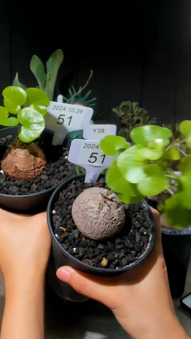 【闪购商品】南非龟甲龙10.29.51