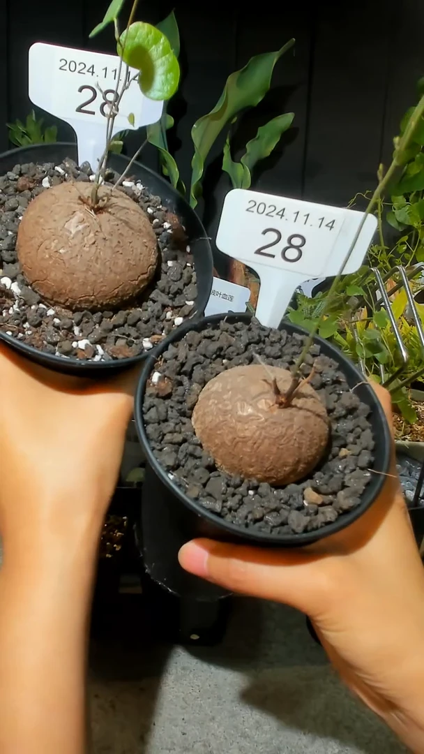 【闪购商品】南非龟甲龙11.14.28