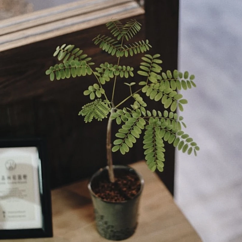 「天鹅绒凤凰木」籽播实生 带原盆土发货