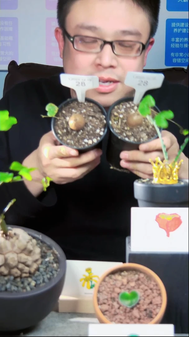 【闪购商品】幸福树10cm以下南非龟甲龙L23.12.19.28福利