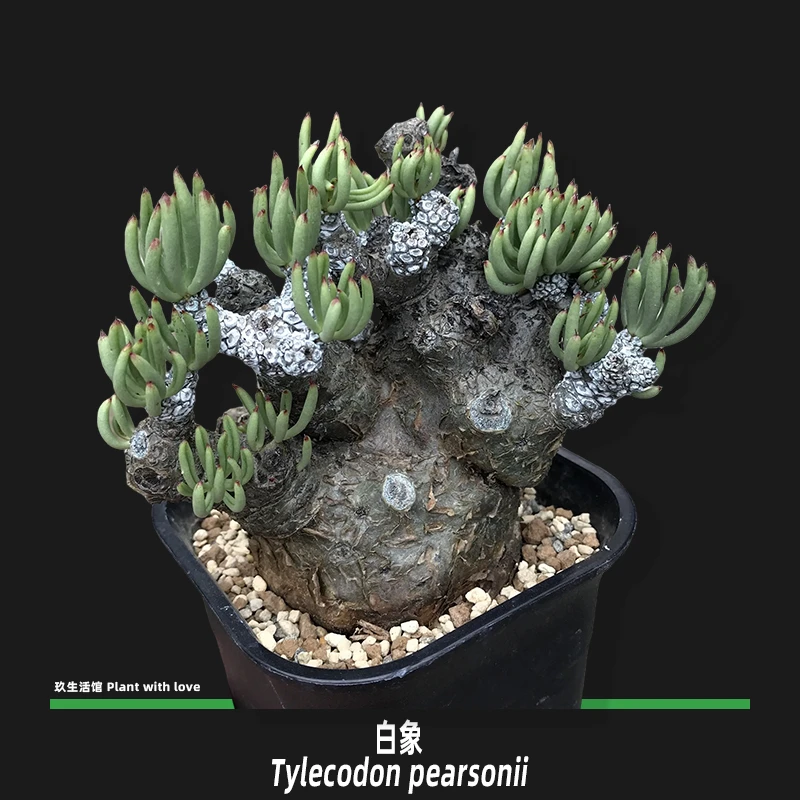 白象 稀有奇峰锦块根多肉植物 老盆养定多年母本株 带盆土发货