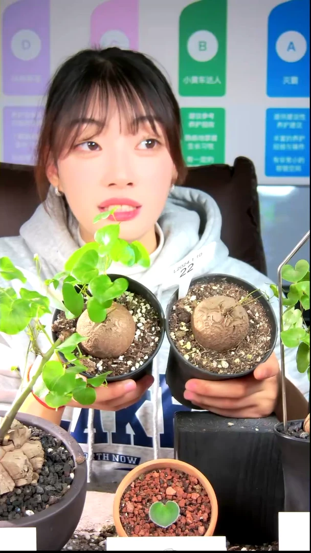 【闪购商品】南非龟甲龙L24.1.10.22福利