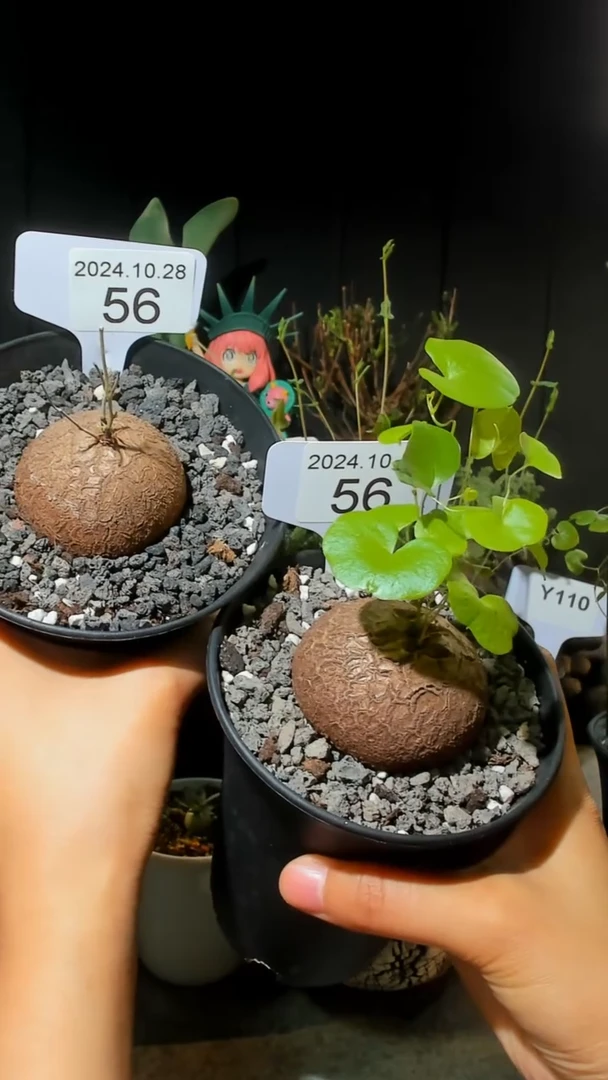 【闪购商品】南非龟甲龙10.28..56