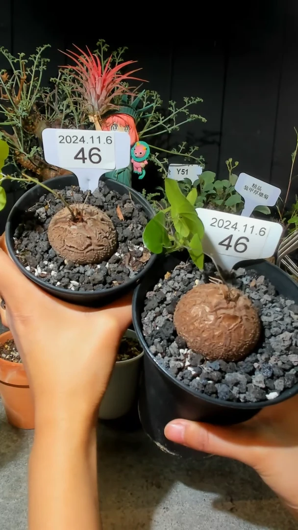 【闪购商品】南非龟甲龙11.6.46