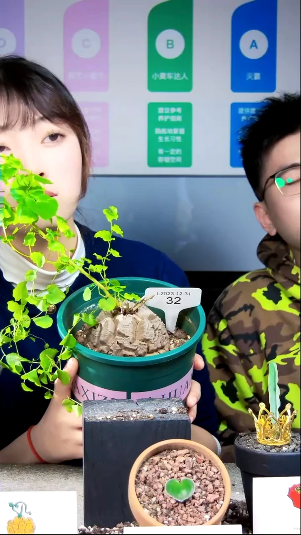 【闪购商品】龟甲龙SH32