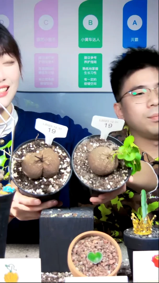 【闪购商品】龟甲龙L23.12.31.19福利