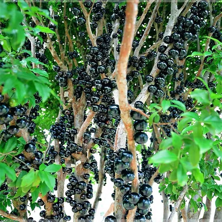 沙巴嘉宝果树葡萄南北方易种植盆栽地栽花园庭院