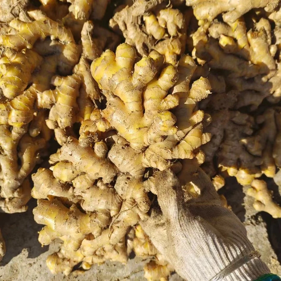 农户小黄姜 净重3斤 产地新鲜直发