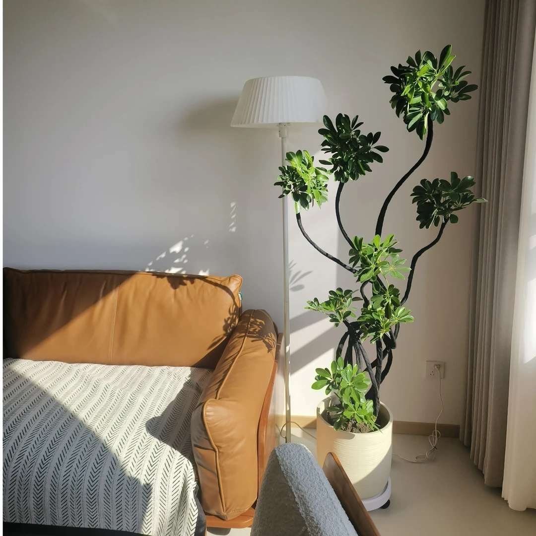 【鸭脚木】一物一拍盆栽老桩造型富贵绿植落地真花鸭掌木室内外植物