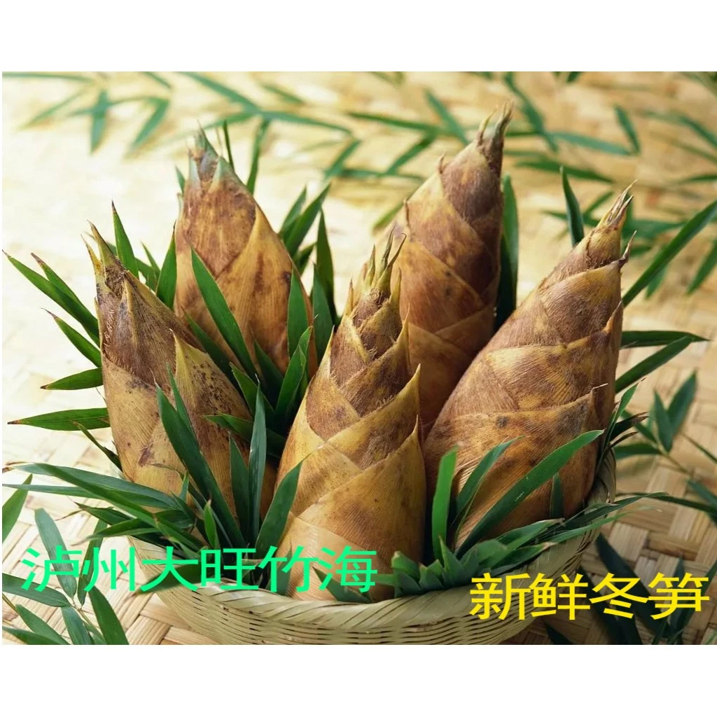 泸州大旺竹海 农家新鲜现挖冬笋鲜脆嫩 鲜嫩煲汤美味