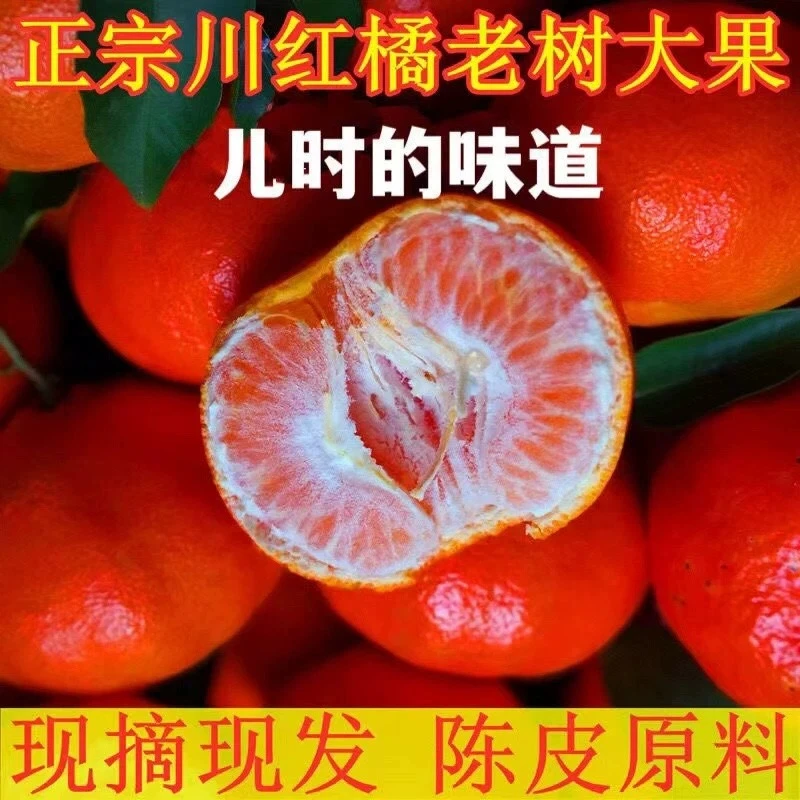 四川老树川红橘（大红袍）现摘现发 陈皮原料
