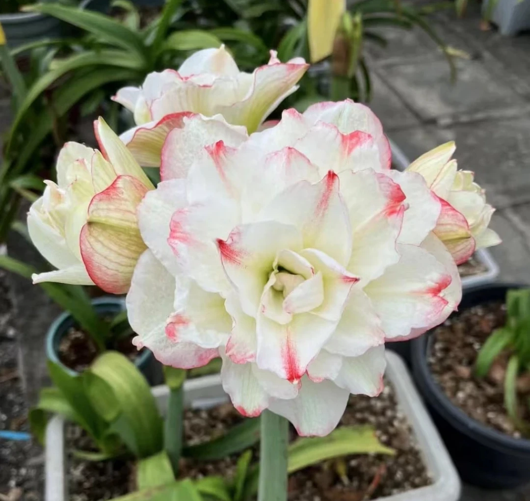 【星系 2厘米左右】朱顶红室内外观花赏叶花卉绿植盆栽