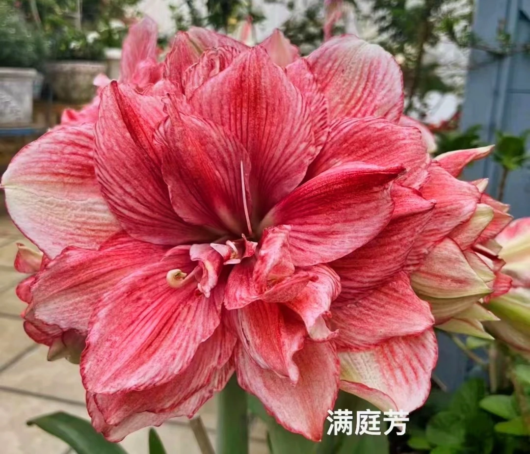 【满庭芳 1厘米+】朱顶红室内外观花赏叶花卉绿植盆栽