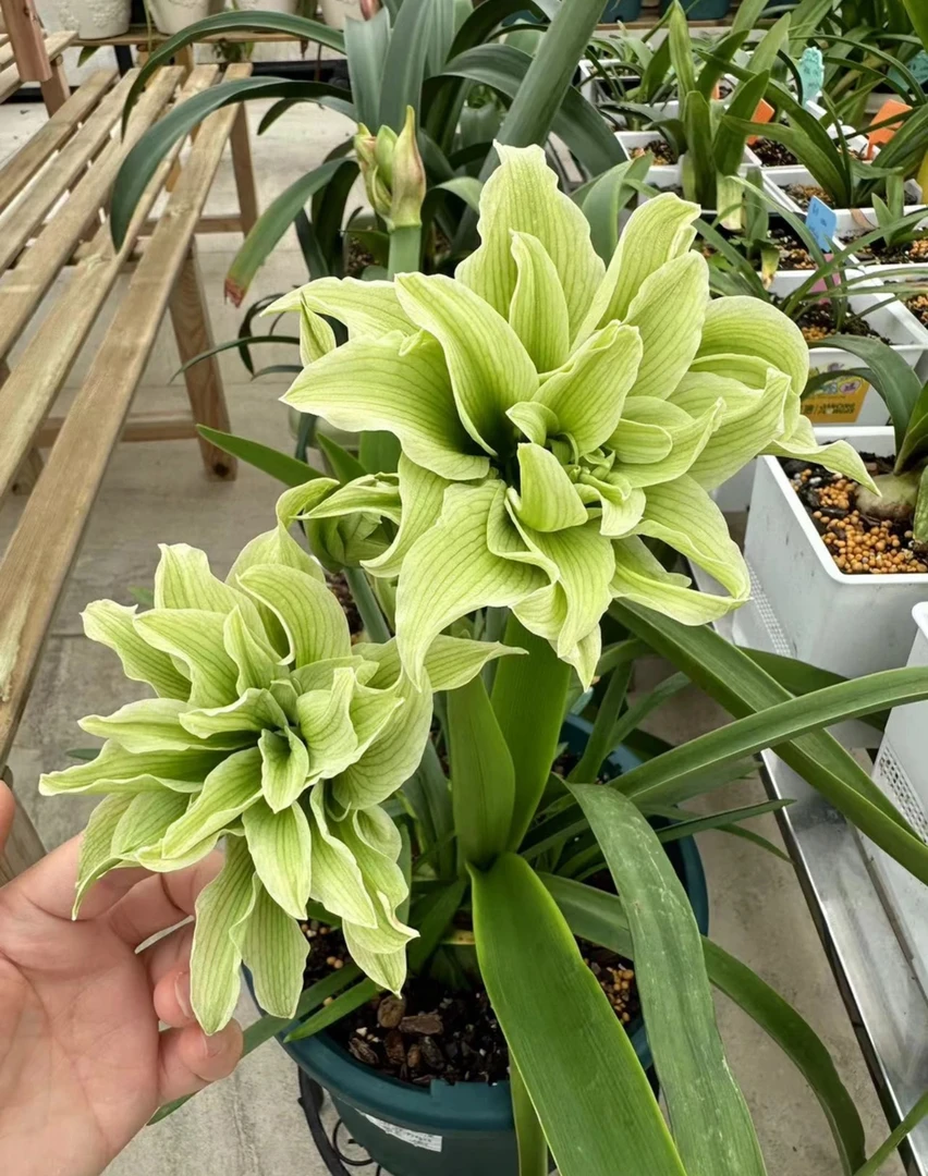 【双绿 0.5-1厘米左右】朱顶红室内外观花赏叶花卉绿植盆栽