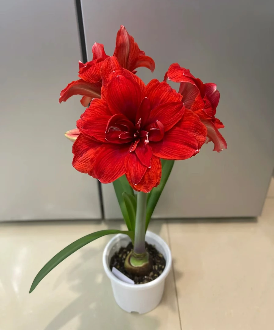 【双龙】朱顶红室内外观花赏叶花卉绿植盆栽