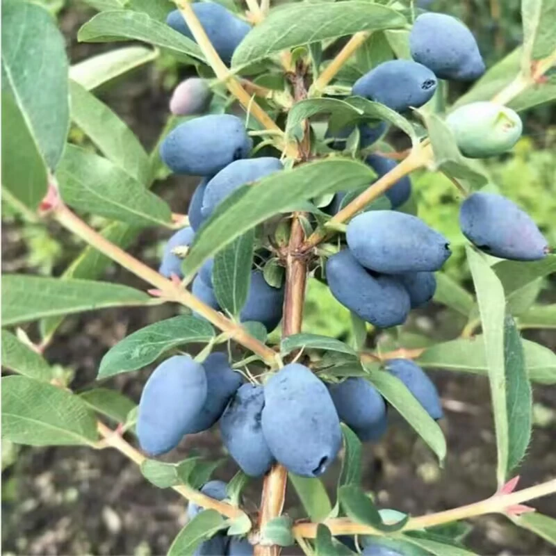 长白山蓝靛果250g/瓶营养食用鲜果深山夏季泡酒发酵