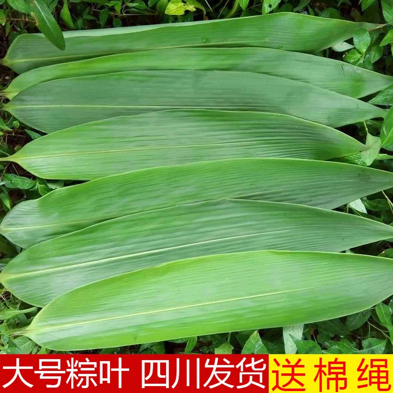 大号粽叶箬叶寮叶新鲜粽子叶用送棉绳包粽子专用真空包装四川发货