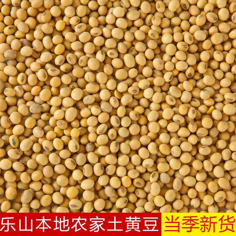 四川农家小黄豆土黄豆老品种大豆粗粮打豆浆发豆芽农家自种可留种