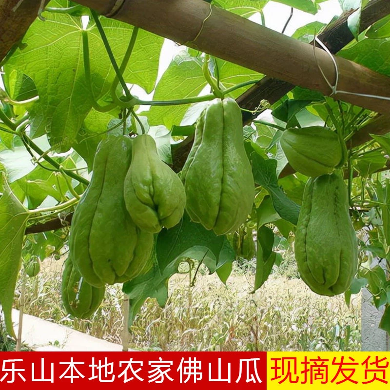 四川乐山新鲜佛手瓜菜瓜农家种植现摘现发应季蔬菜洋瓜寿瓜棚瓜