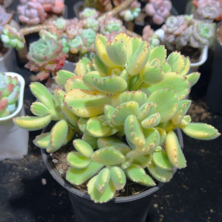 白熊12公分 脱土发