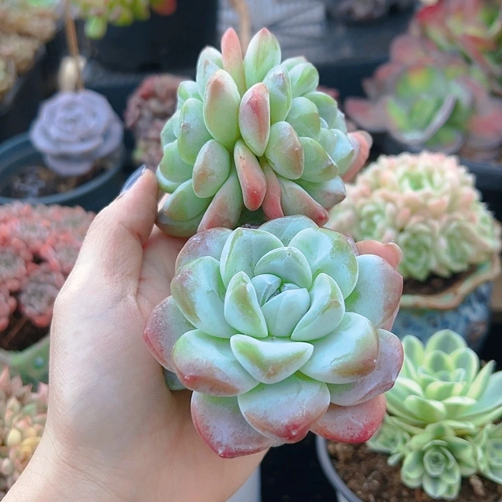 冰玉3头两颗 老桩