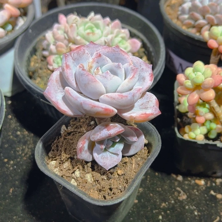 1*1红茶精控双头7公分 脱土发