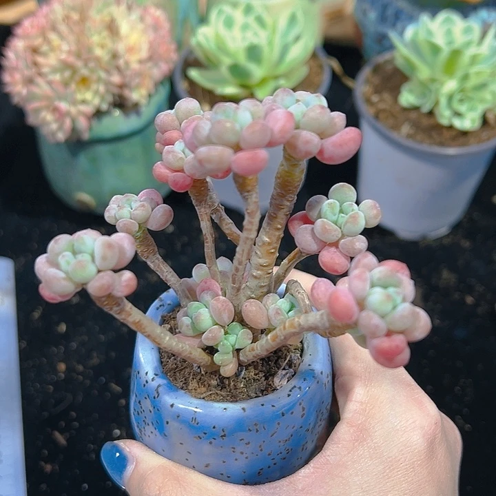 洛可可老桩 脱土发