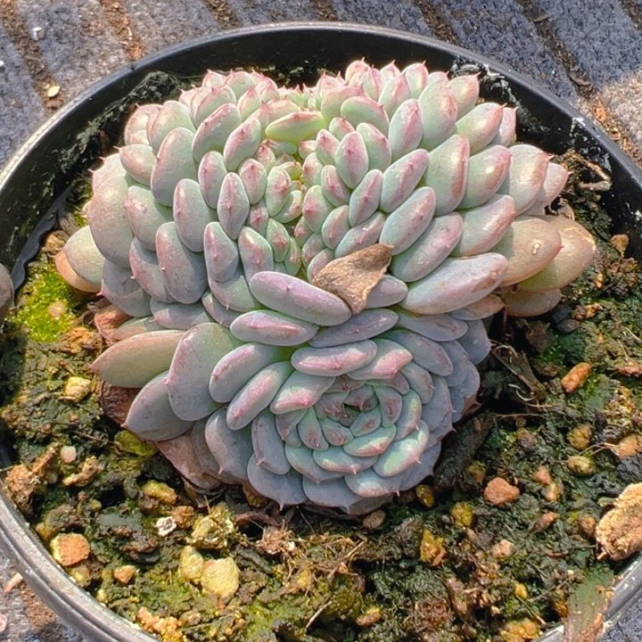 白胖子缀8公分 带龙头 脱土发