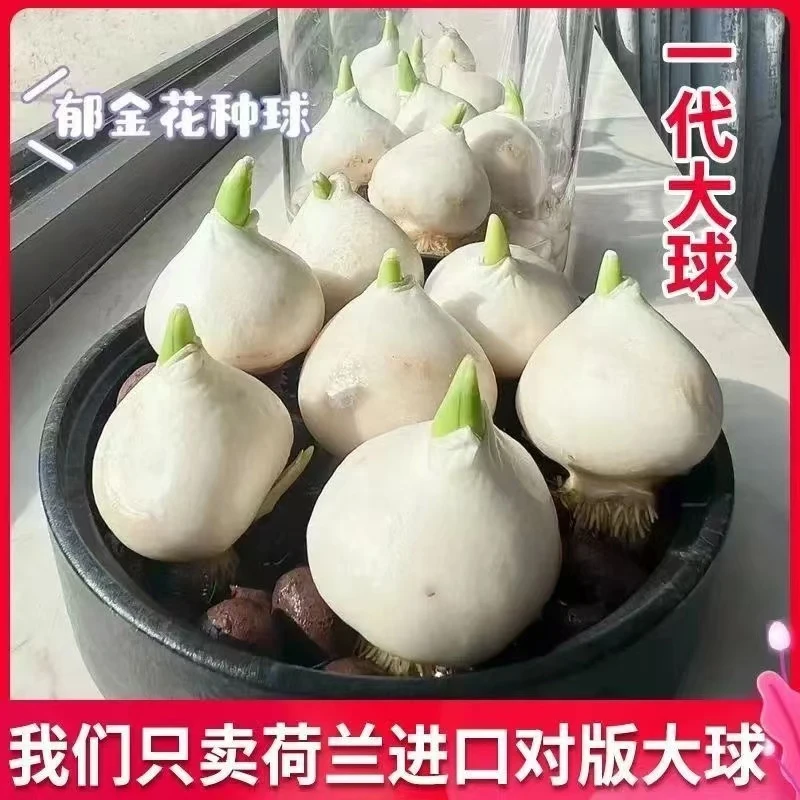 冬季郁金香水培种球进口大球新手好养桌面室内外阳台地栽耐寒花卉