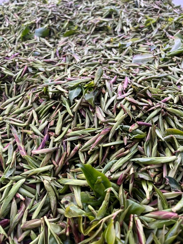 2024头春【罐香野芽孢，小铁锅炒制】高海拔/无人区/0污染