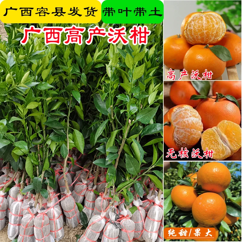 广西沃柑树苗嫁接果树苗高产091沃柑橘子树带土叶发货南方盆栽