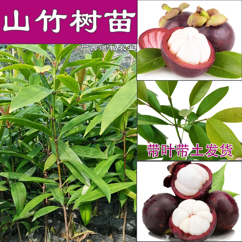 岭南山竹树苗带叶带土南方种植庭院种植地栽盆栽四季种植水果树苗