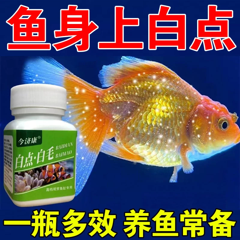 【急救】观赏鱼身上长白毛白点小瓜虫白头白身水霉鱼缸专用养鱼常备
