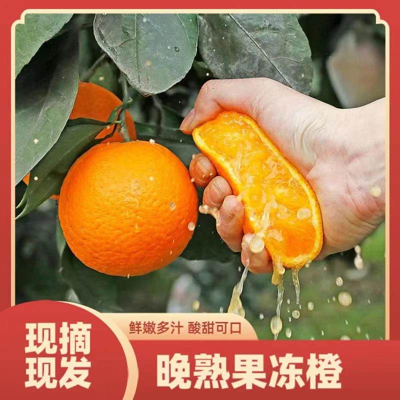 【顺丰速运】新鲜正宗青见果冻橙无籽现摘现发手剥橙细嫩化渣5/10斤