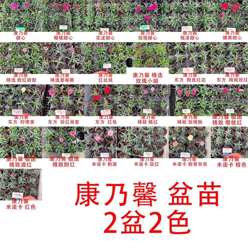 园寻园艺康乃馨盆苗 花卉盆栽有香味