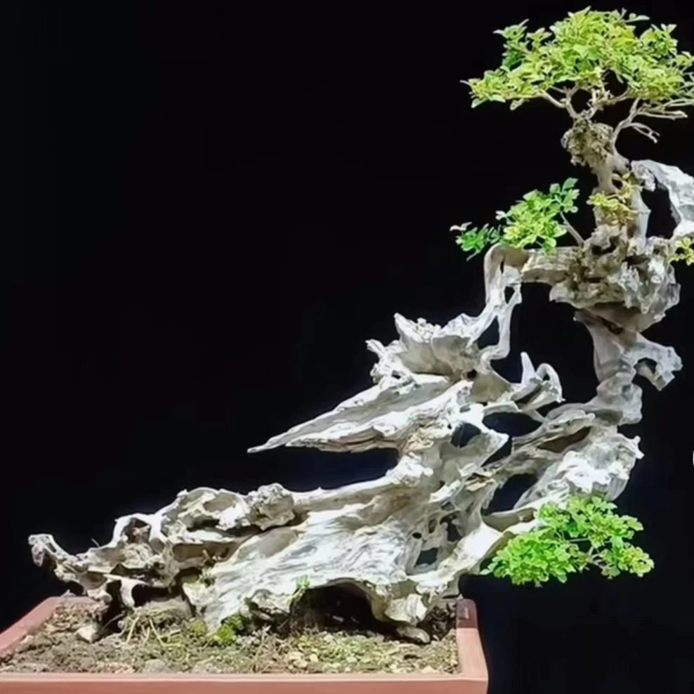 黄荆盆景素材直播间一物一拍自行下单随机发（偏远地区不包邮）