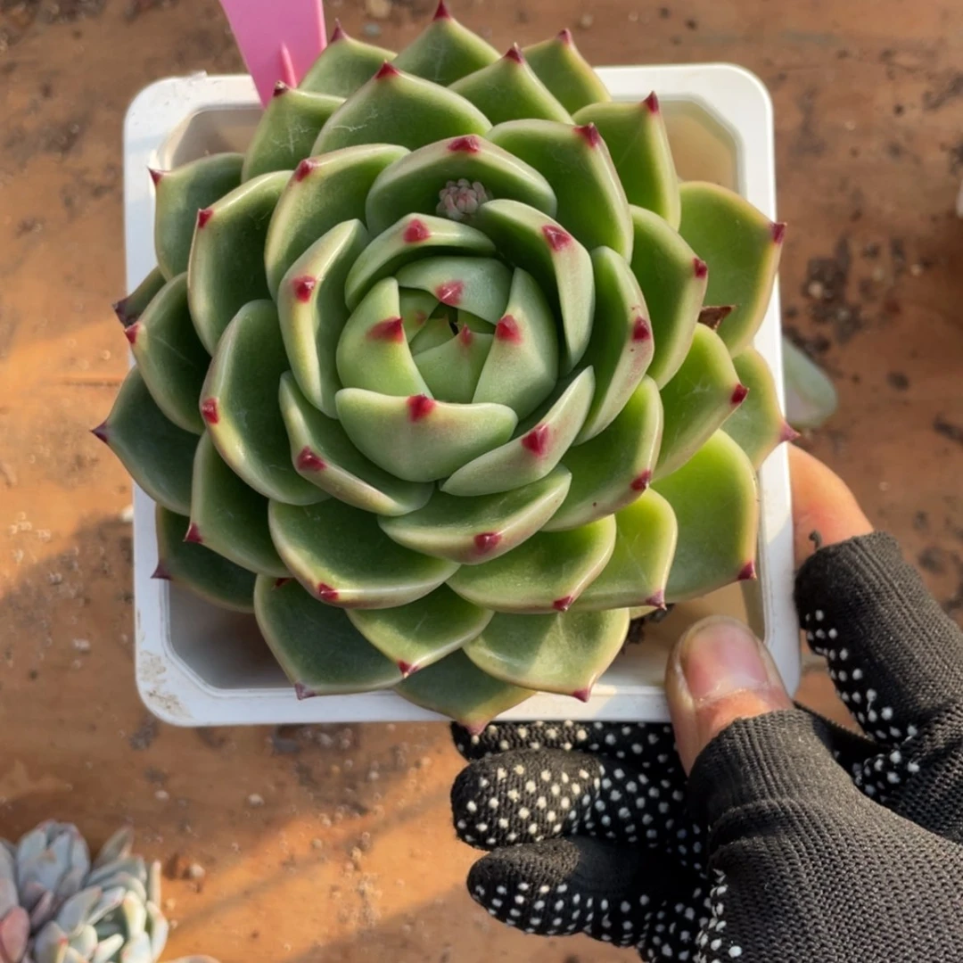 【闪购商品】宝*蓝龙289