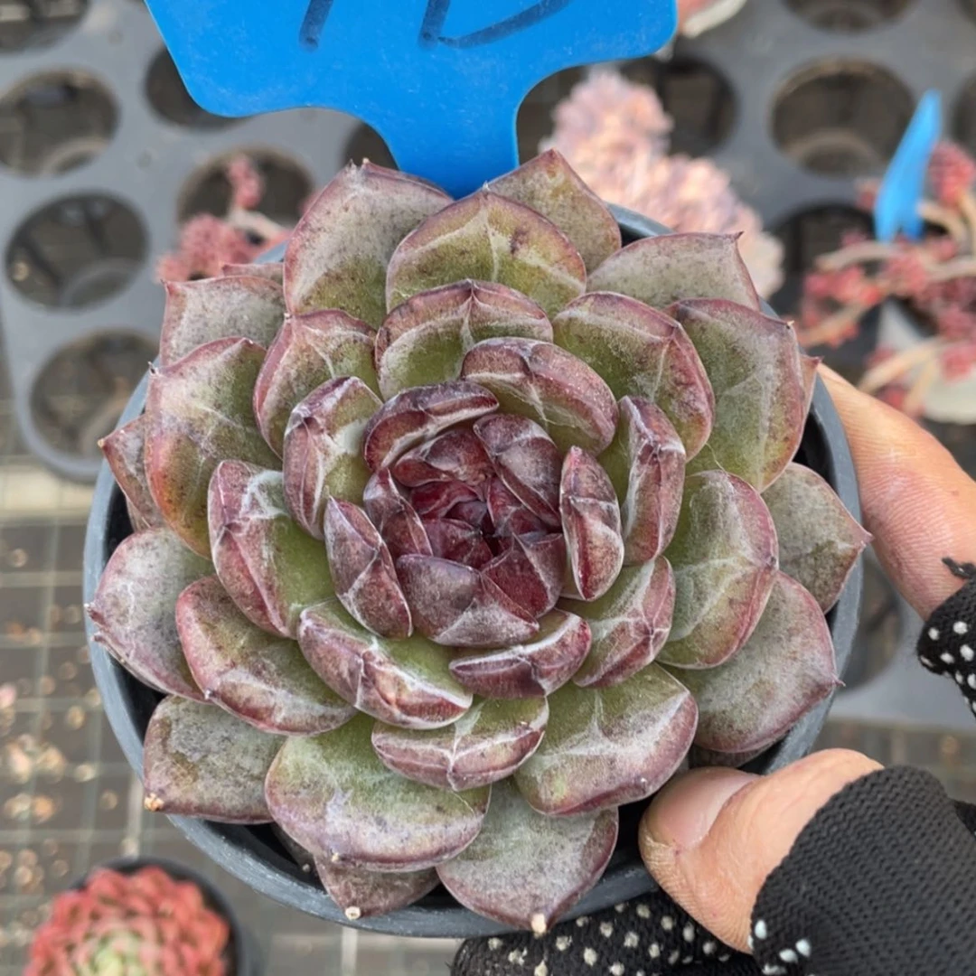 【闪购商品】?****?多肉 黑玫瑰773