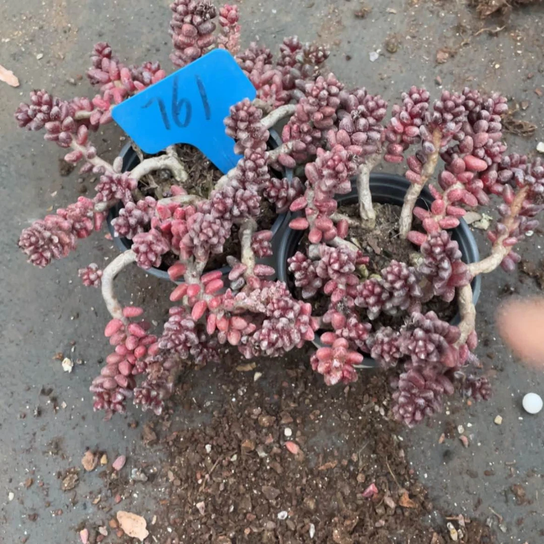 【闪购商品】晨***u毛豆761