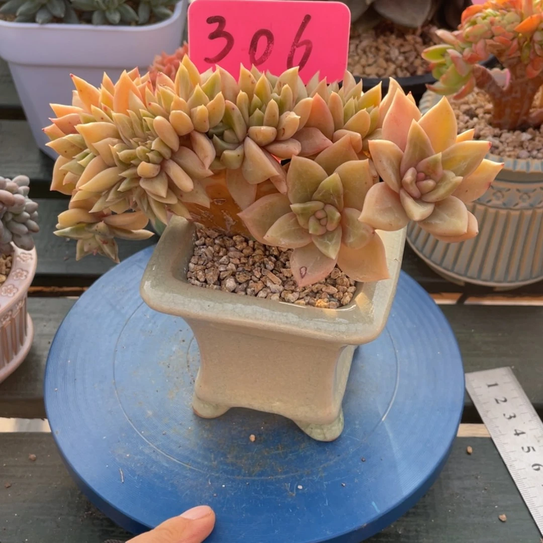 【闪购商品】静****✿表丽娜306