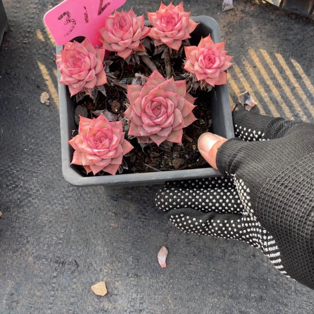 【闪购商品】花****艺爱格利亚312