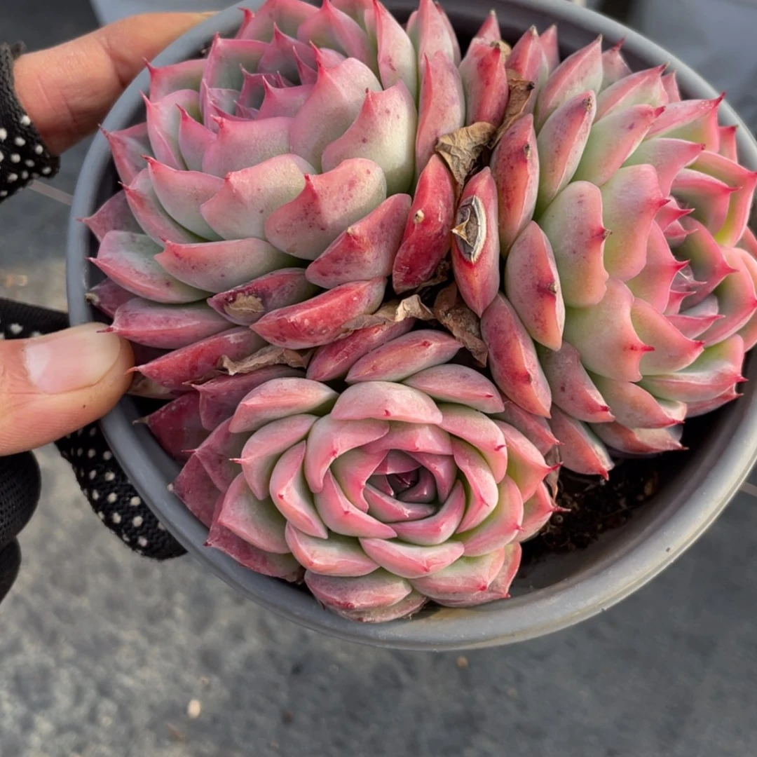 【闪购商品】侧影三头