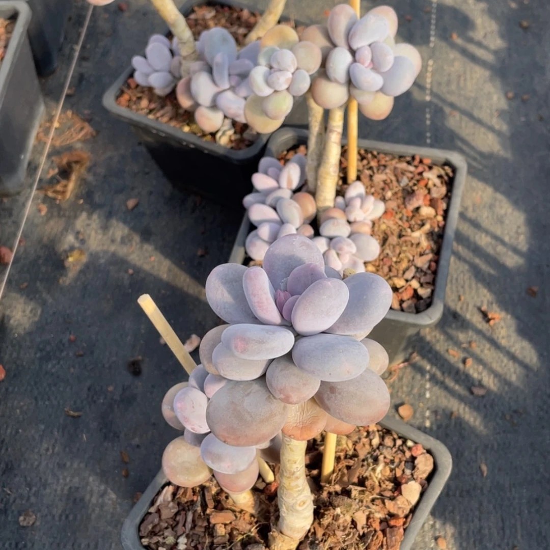 【闪购商品】原始奶双头